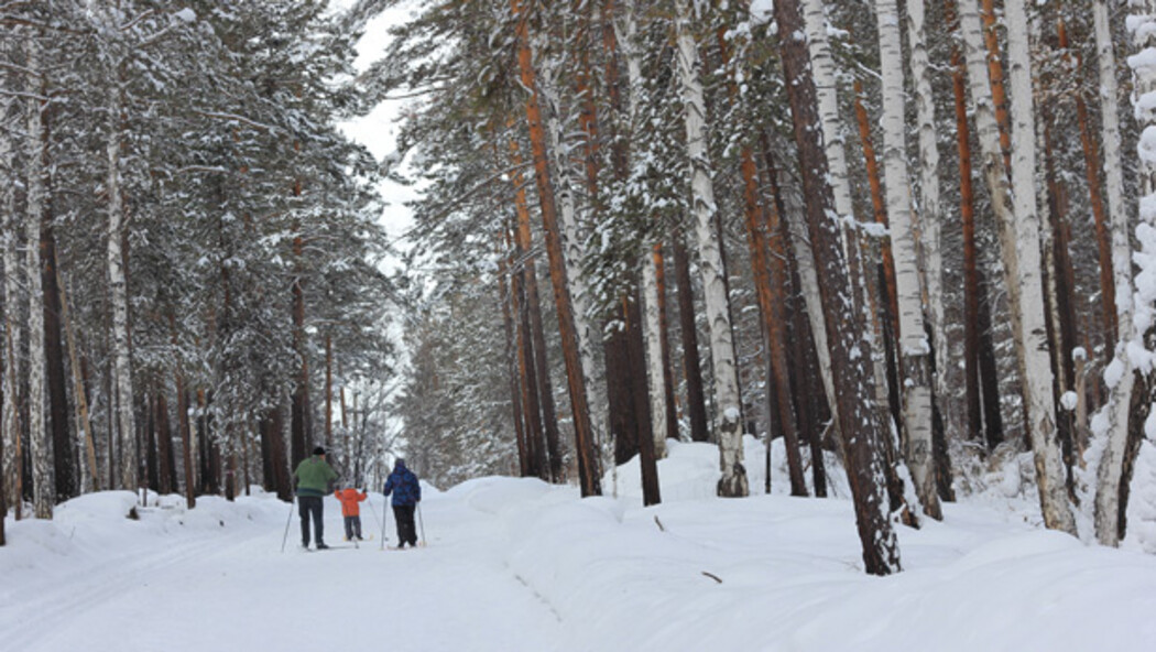 Петиция против застройки леса в Академгородке Иркутска